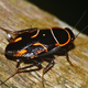 Image for article titled Does Your Ear Wax Contain Insecticide?